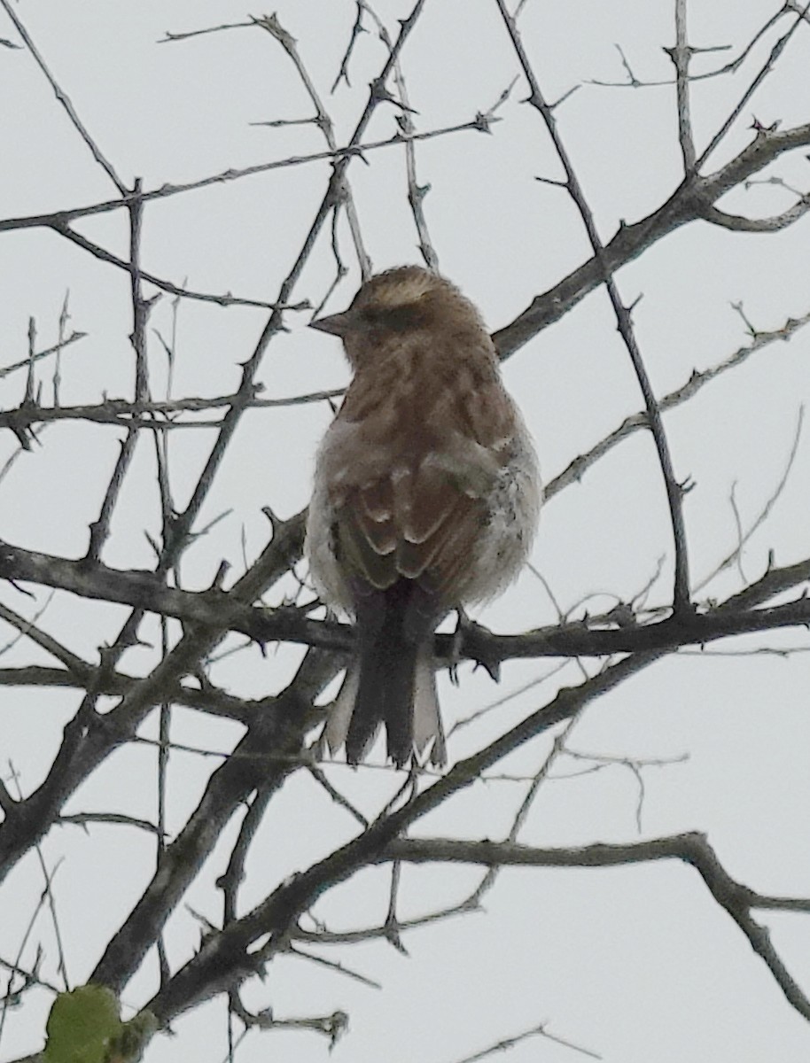 Moineau bridé - ML656228045