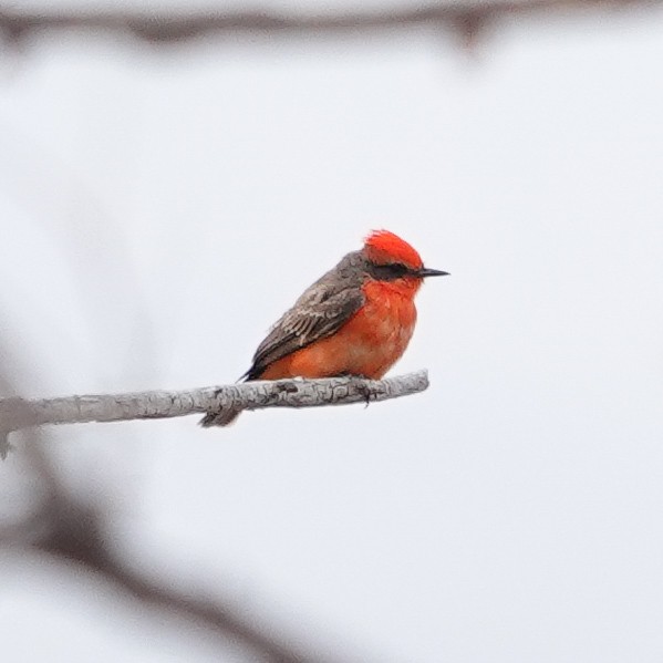 Vermilion Flycatcher - ML656230050