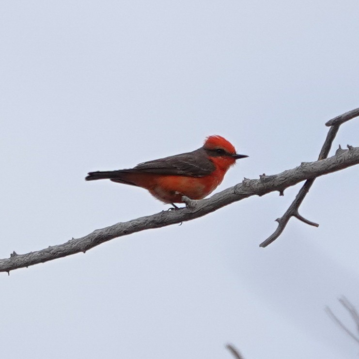 Vermilion Flycatcher - ML656230051