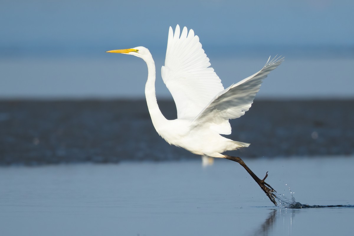 Great Egret - ML656230141