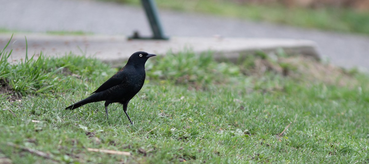 Rusty Blackbird - ML656231029