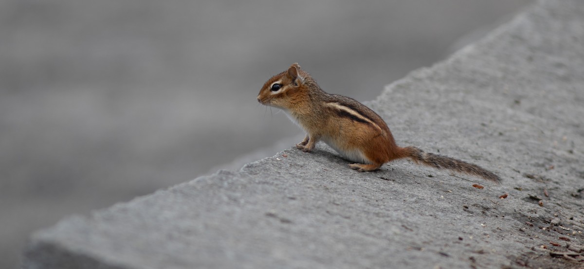Eastern Chipmunk - ML656231073