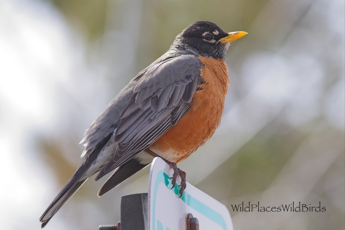 Zozo papargorria - ML656231911