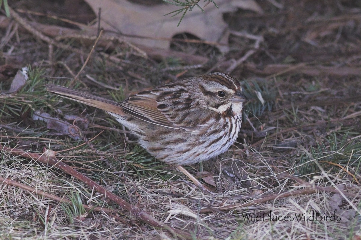 Song Sparrow - ML656231923