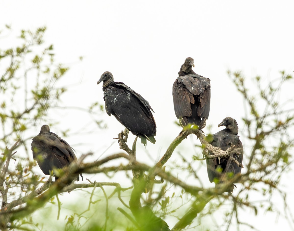 Black Vulture - ML656232916