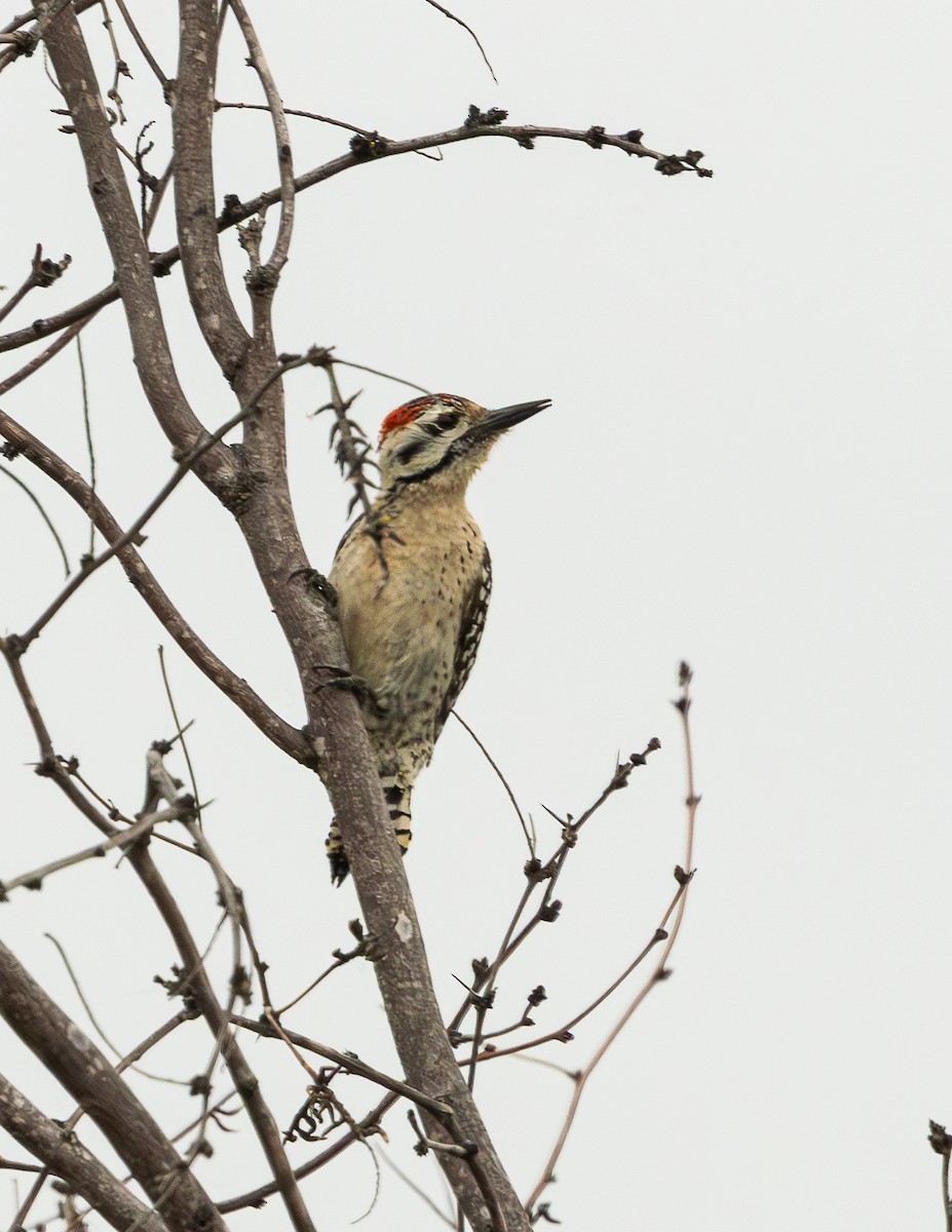 Ladder-backed Woodpecker - ML656232943