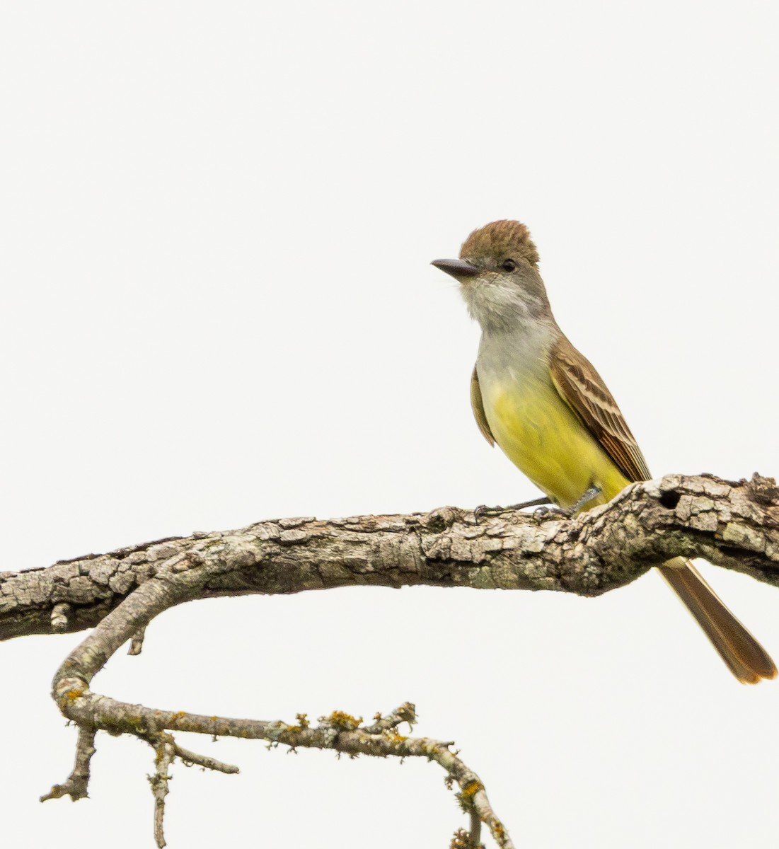 Brown-crested Flycatcher - ML656232971
