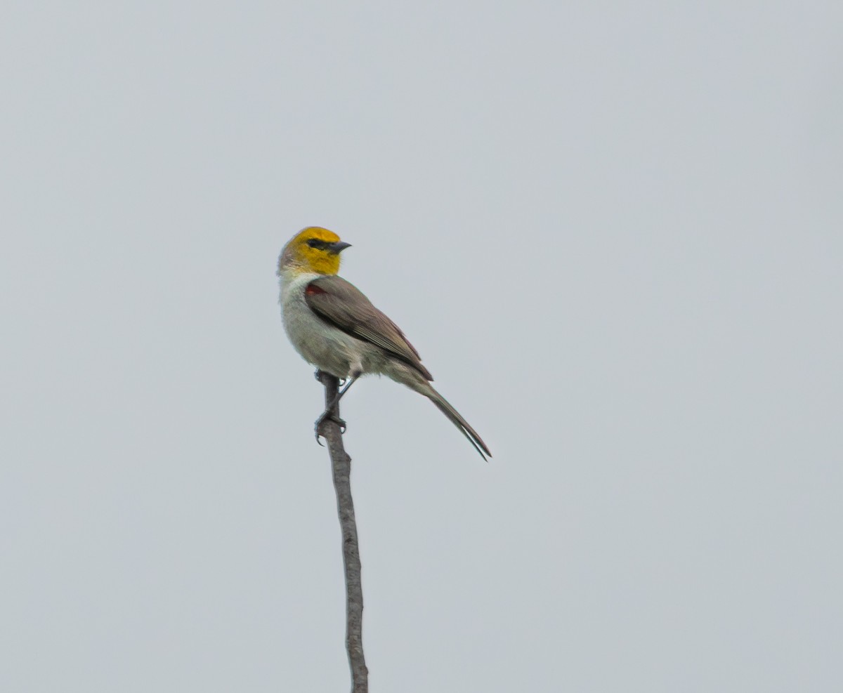 Verdin - ML656232990