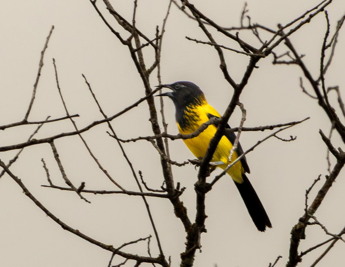 Audubon's Oriole - ML656233010