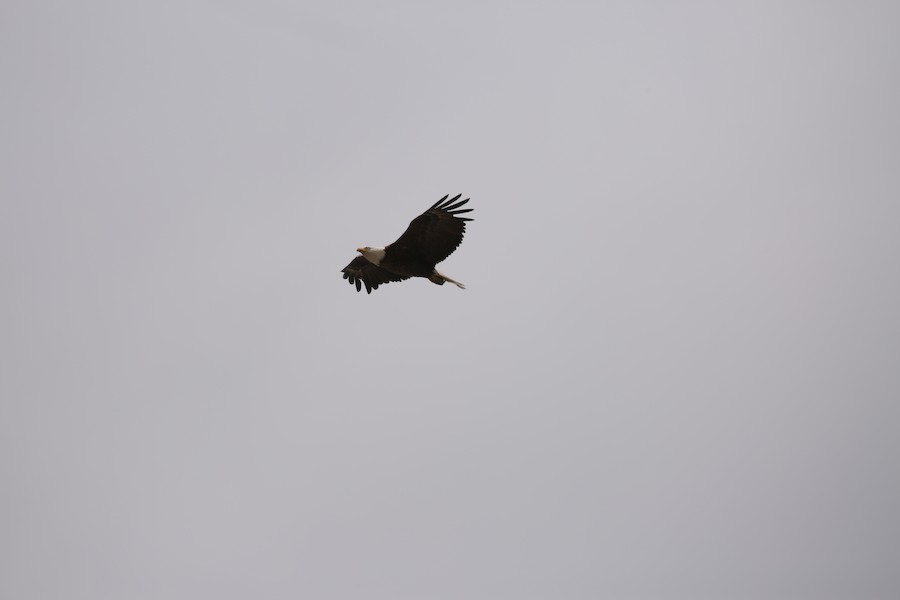 Bald Eagle - matthew hauser