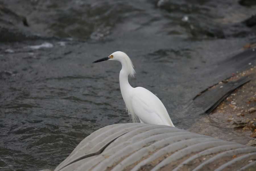 Snowy Egret - matthew hauser