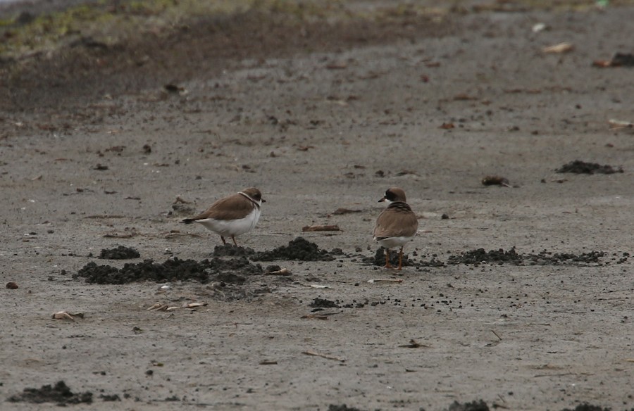 Semipalmated Plover - matthew hauser