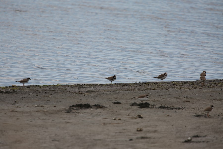 Semipalmated Plover - matthew hauser