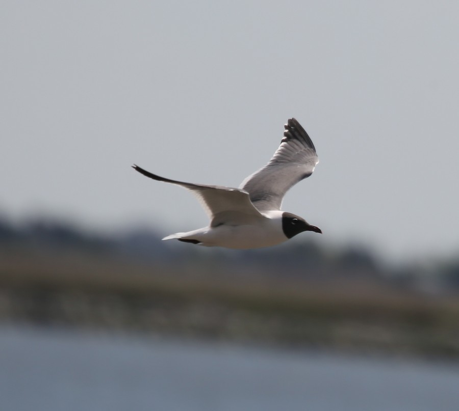 Laughing Gull - matthew hauser