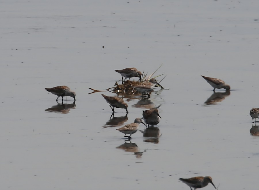 Dunlin - matthew hauser