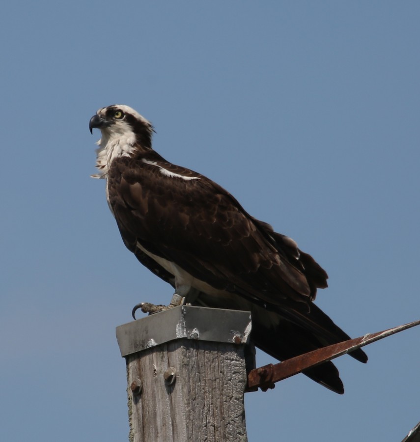 Osprey - matthew hauser