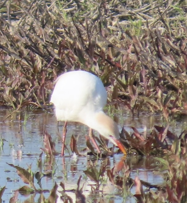 ニシアマサギ - ML656238872