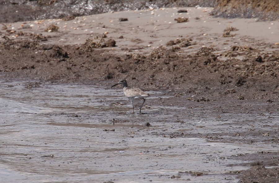 Willet - matthew hauser