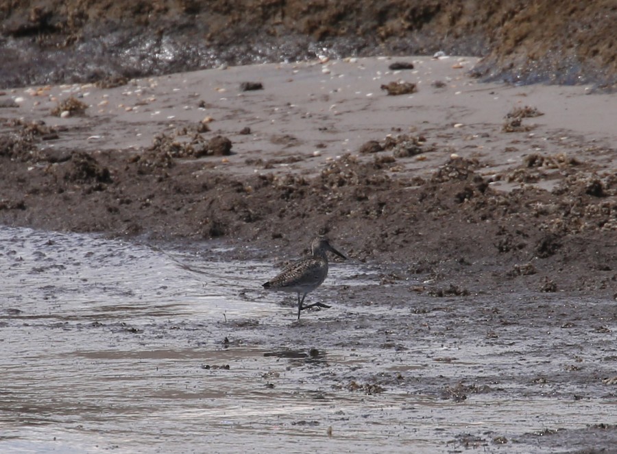 Willet - matthew hauser