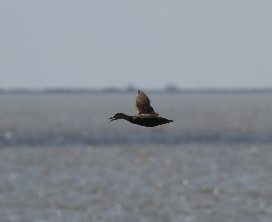 American Black Duck - matthew hauser