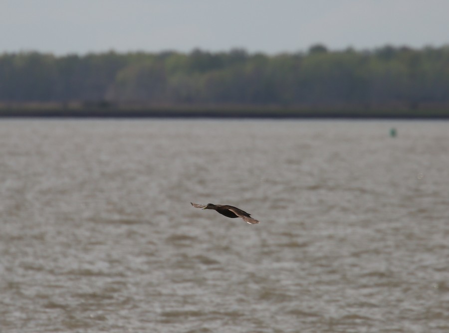 American Black Duck - matthew hauser