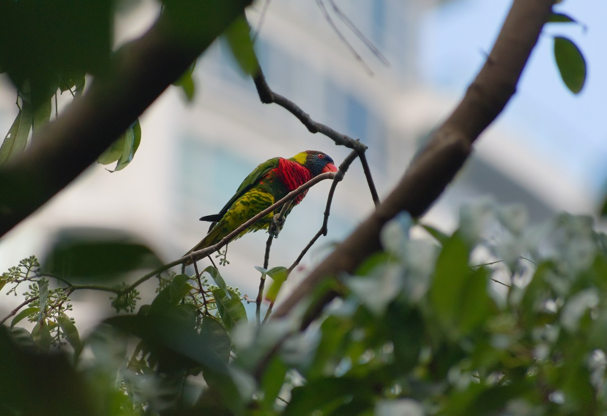 Coconut Lorikeet - ML656241516