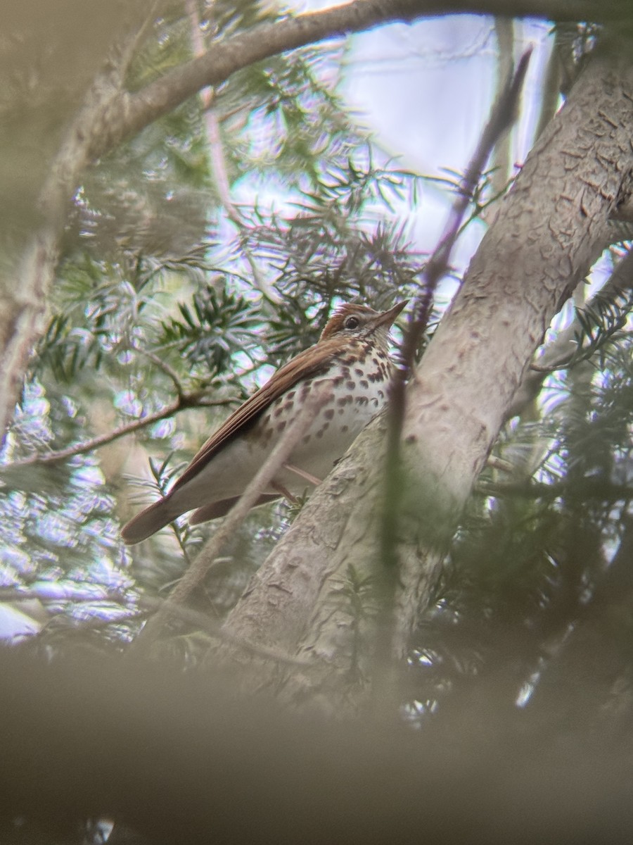 Wood Thrush - ML656242630