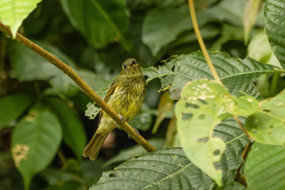 Olive-striped Flycatcher - ML656245784