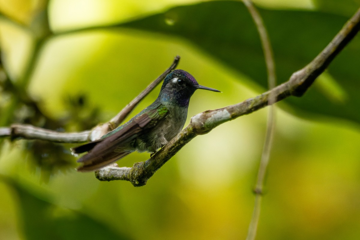 Violet-headed Hummingbird - ML656245805