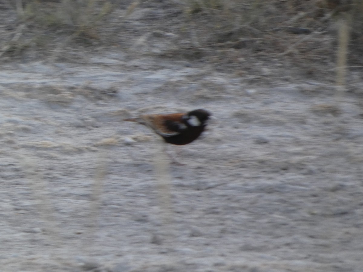 Chestnut-backed Sparrow-Lark - ML656249791