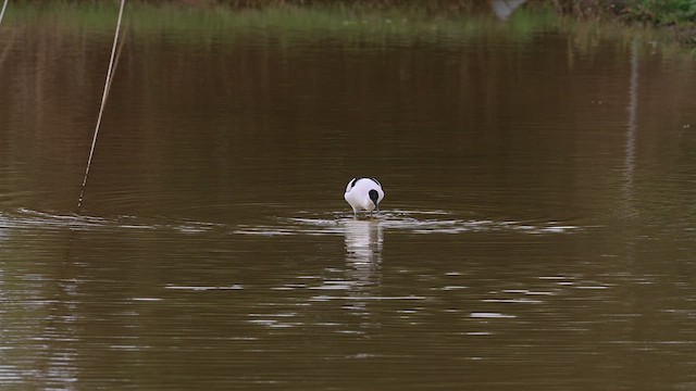 Pied Avocet - ML656252350