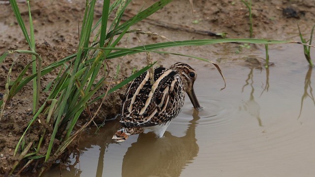 Common Snipe - ML656252366