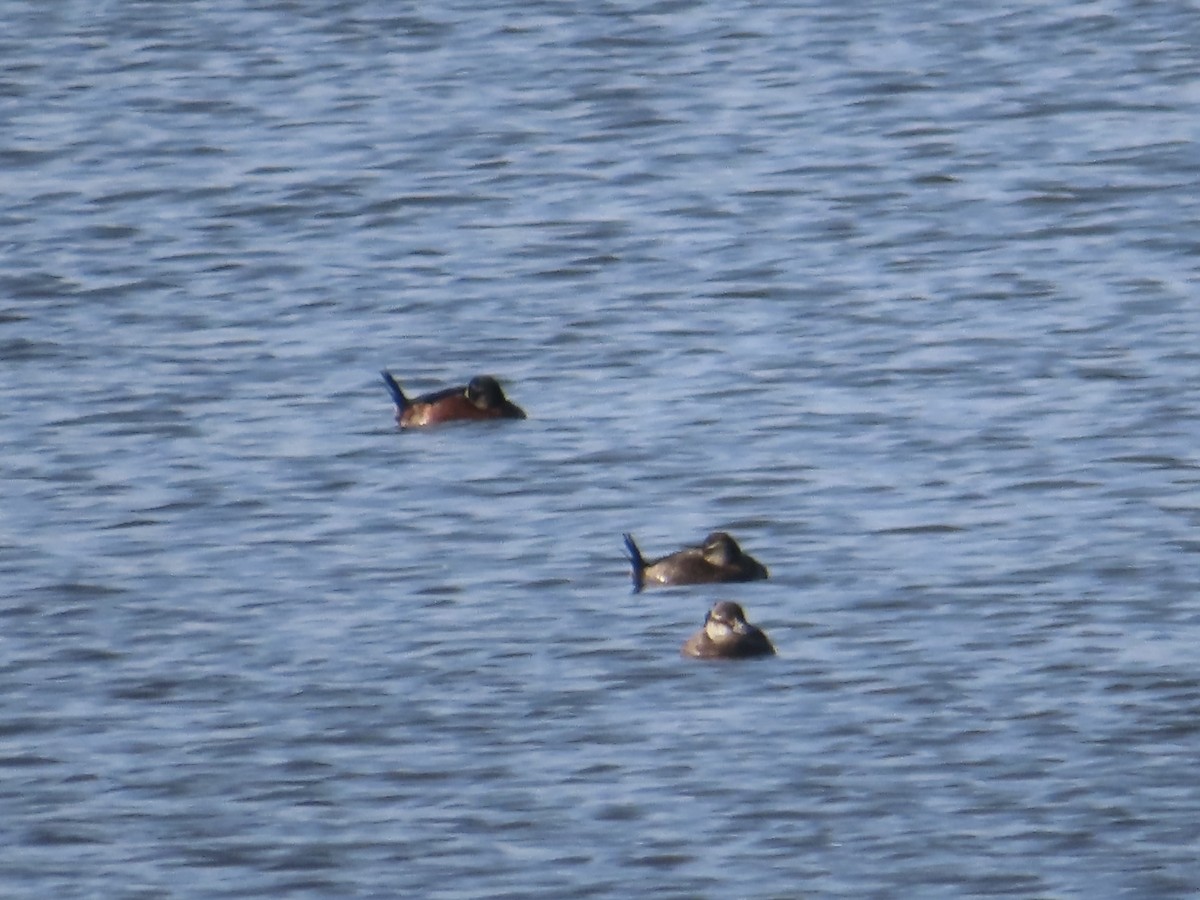 Maccoa Duck - ML656253650