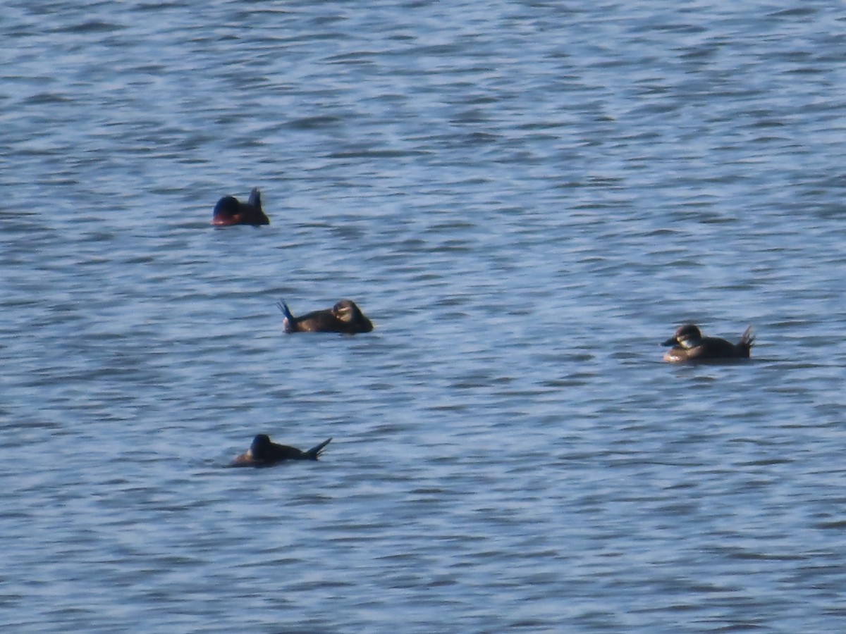 Maccoa Duck - ML656253651