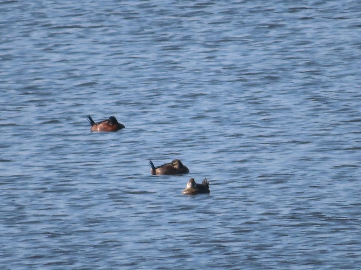 Maccoa Duck - ML656253652