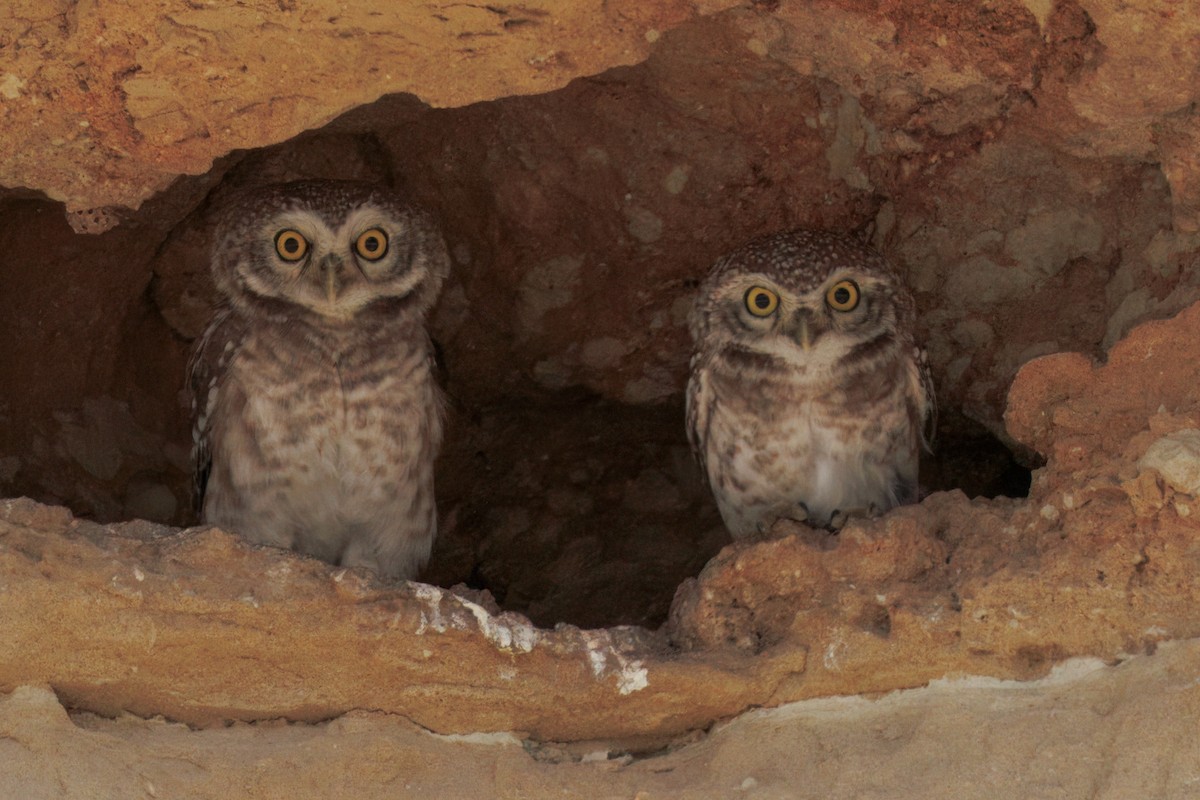 Spotted Owlet - ML656254567