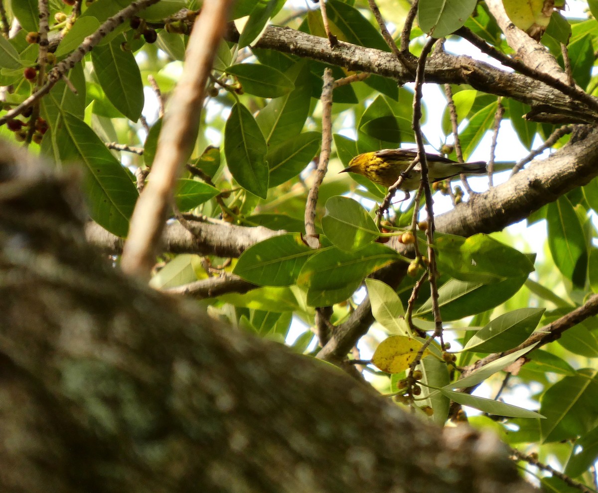 Cape May Warbler - ML656255702