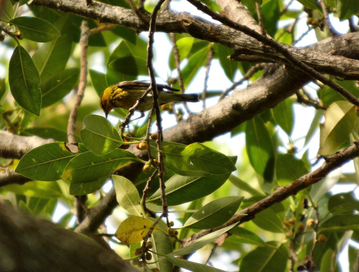 Cape May Warbler - ML656255703