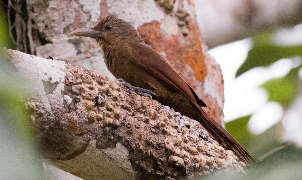 Cinnamon-throated Woodcreeper - Paul Fenwick