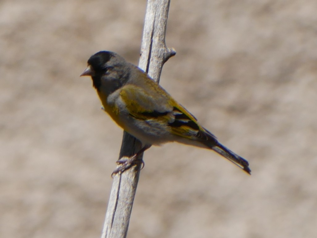 Lawrence's Goldfinch - ML656256336