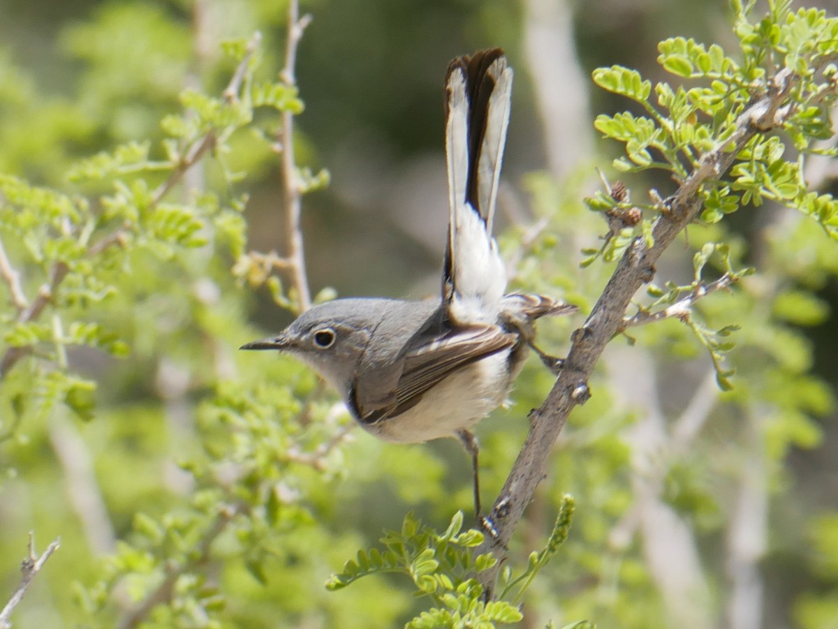Blue-gray Gnatcatcher - ML656256345