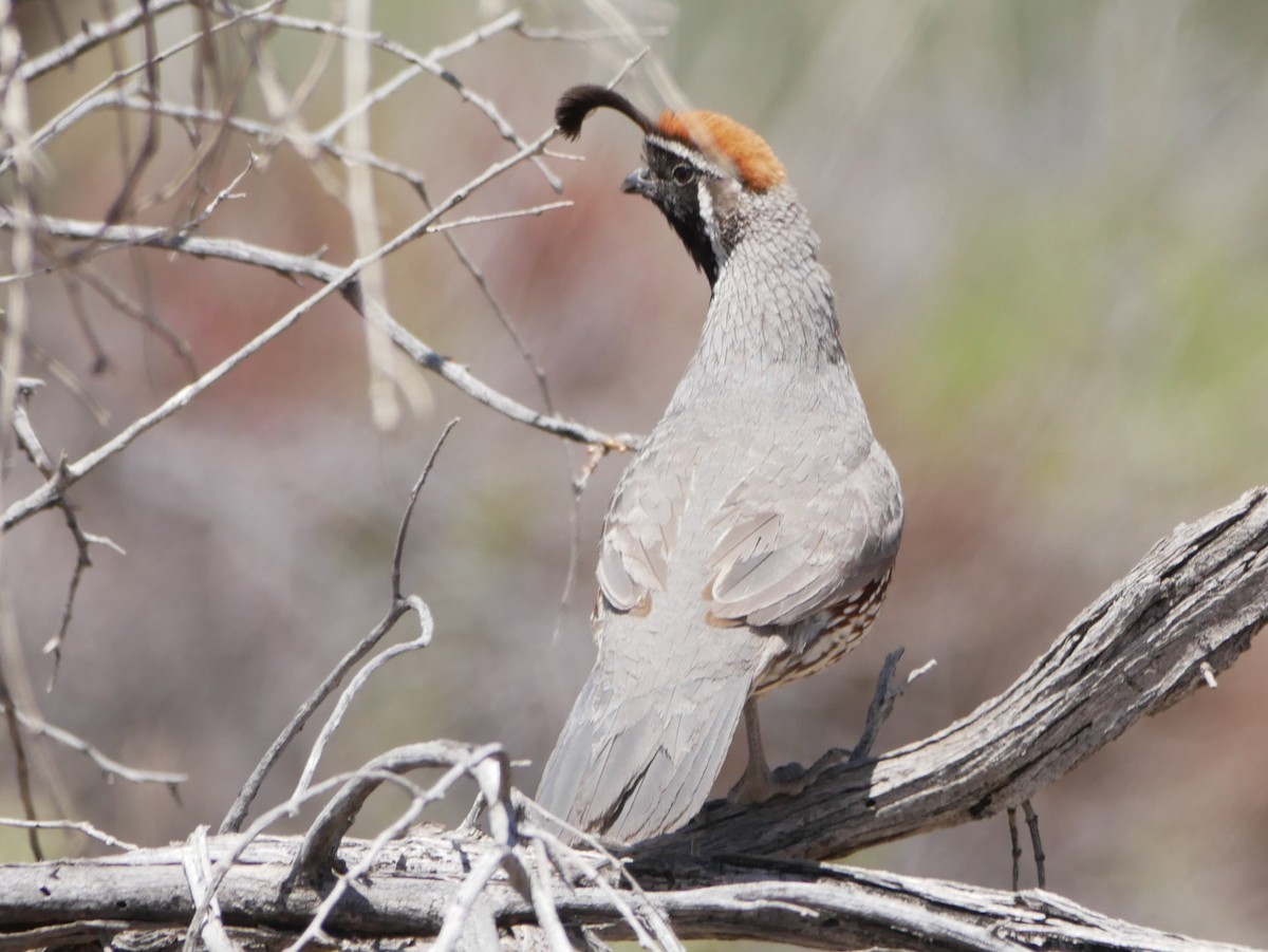 Gambel's Quail - ML656256357