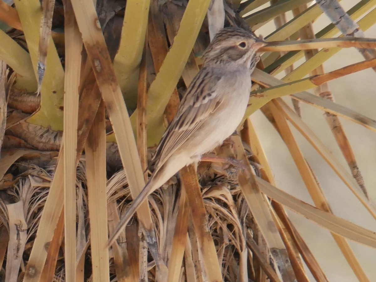 Brewer's Sparrow - ML656256461
