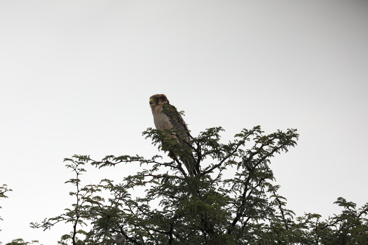 Lanner Falcon - ML656256494