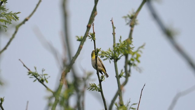 Swinhoe's White-eye - Zosterops simplex - Multimedia bilaketa ...