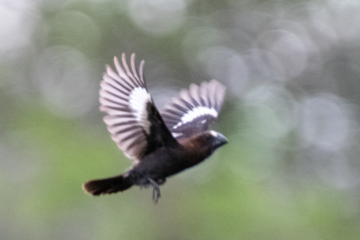 Weißstirnweber - ML656257022