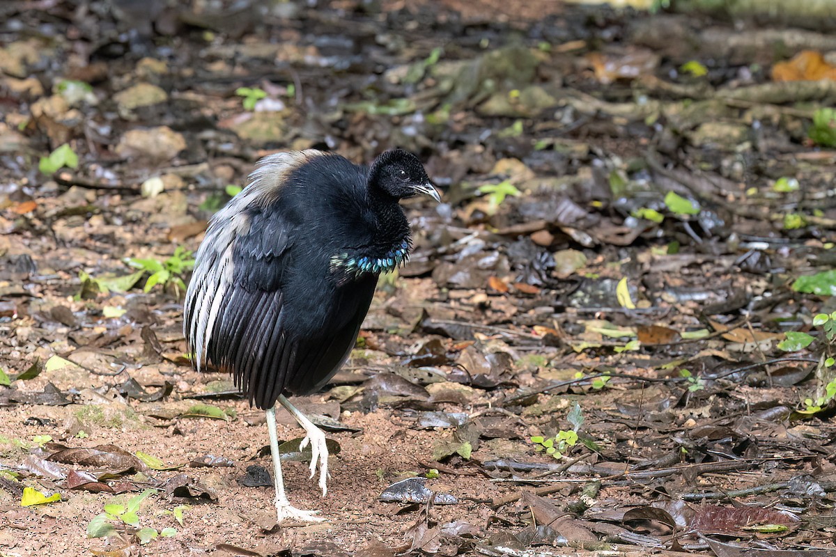 Grauflügel-Trompetervogel (crepitans) - ML656257113