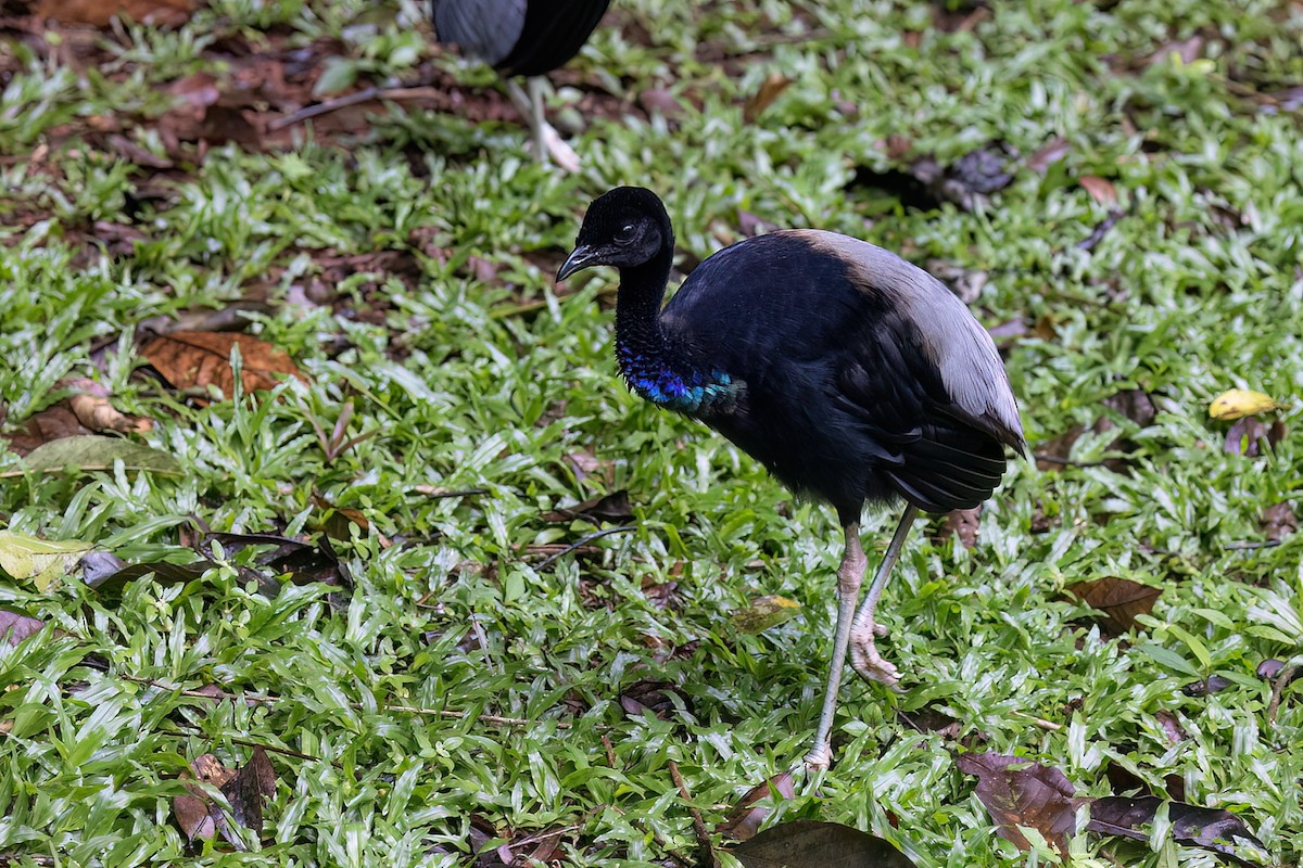Grauflügel-Trompetervogel (crepitans) - ML656257162