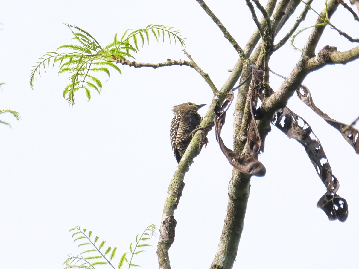 Buff-rumped Woodpecker - ML656258005