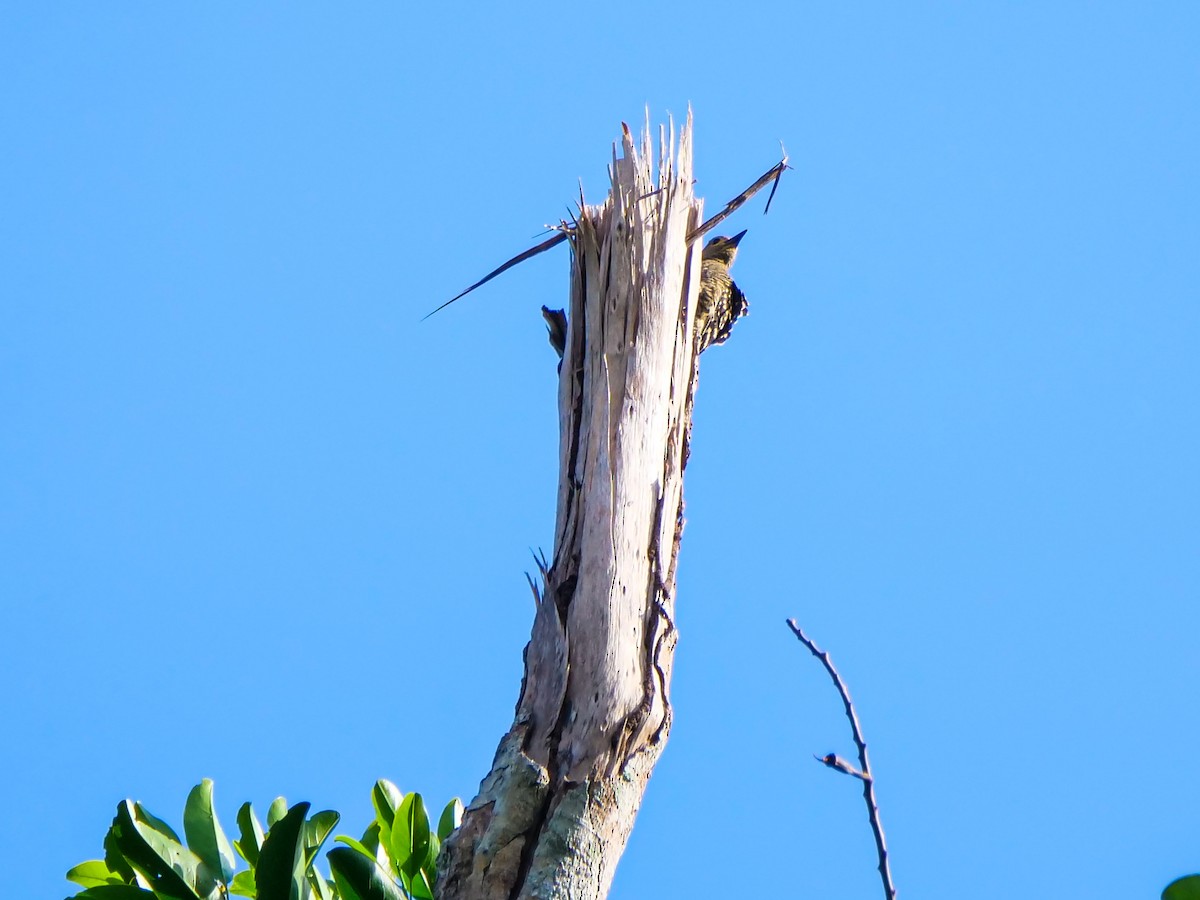 Buff-rumped Woodpecker - ML656258006